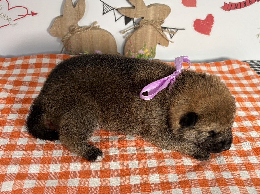 赤ちゃん写真1-2