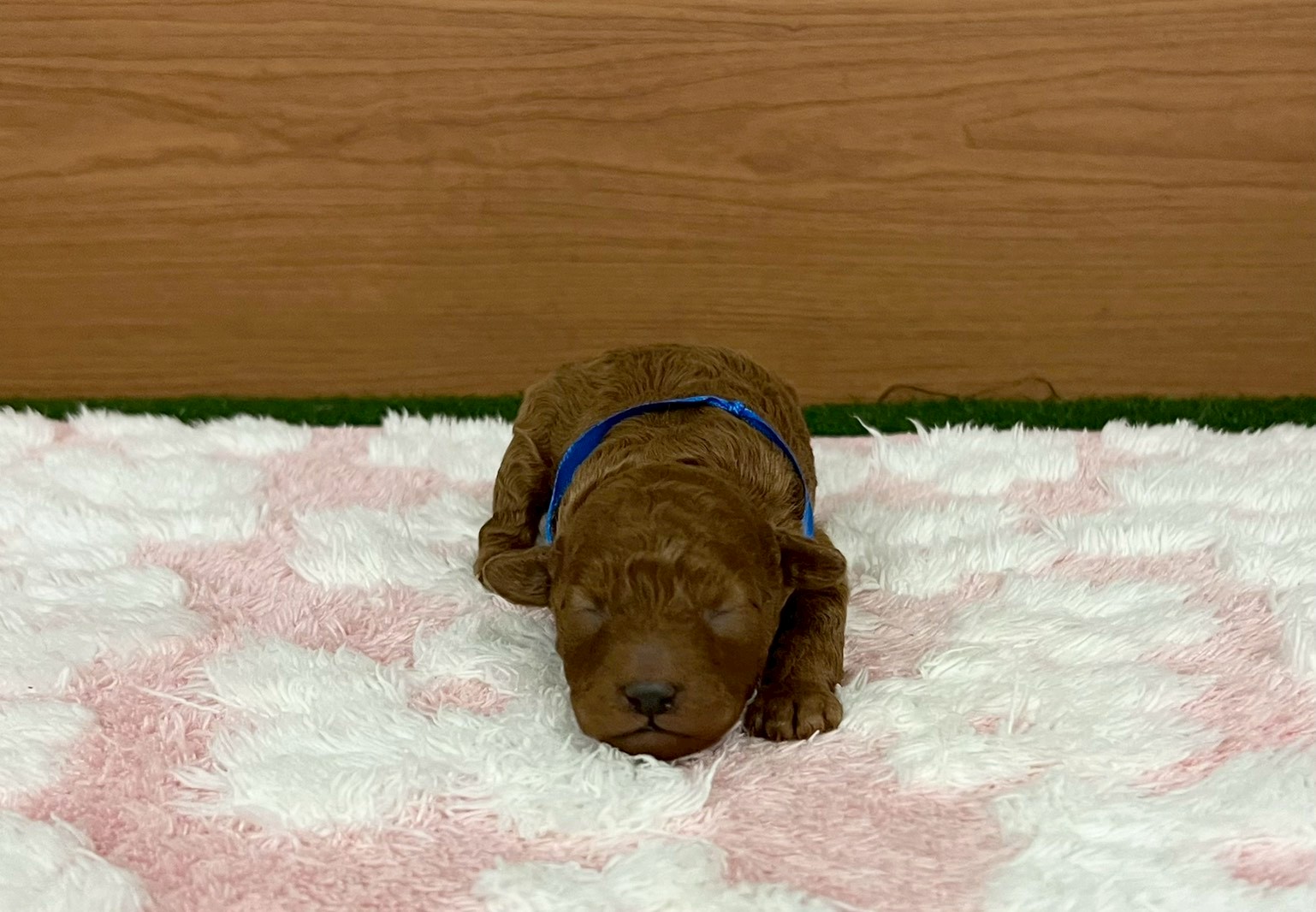 赤ちゃん写真1-1