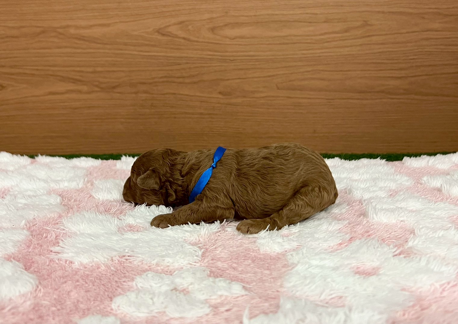 赤ちゃん写真1-2