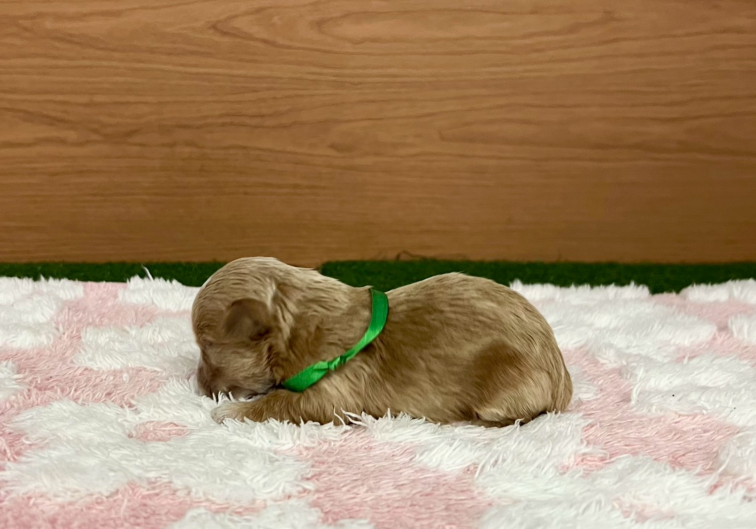 赤ちゃん写真1-2