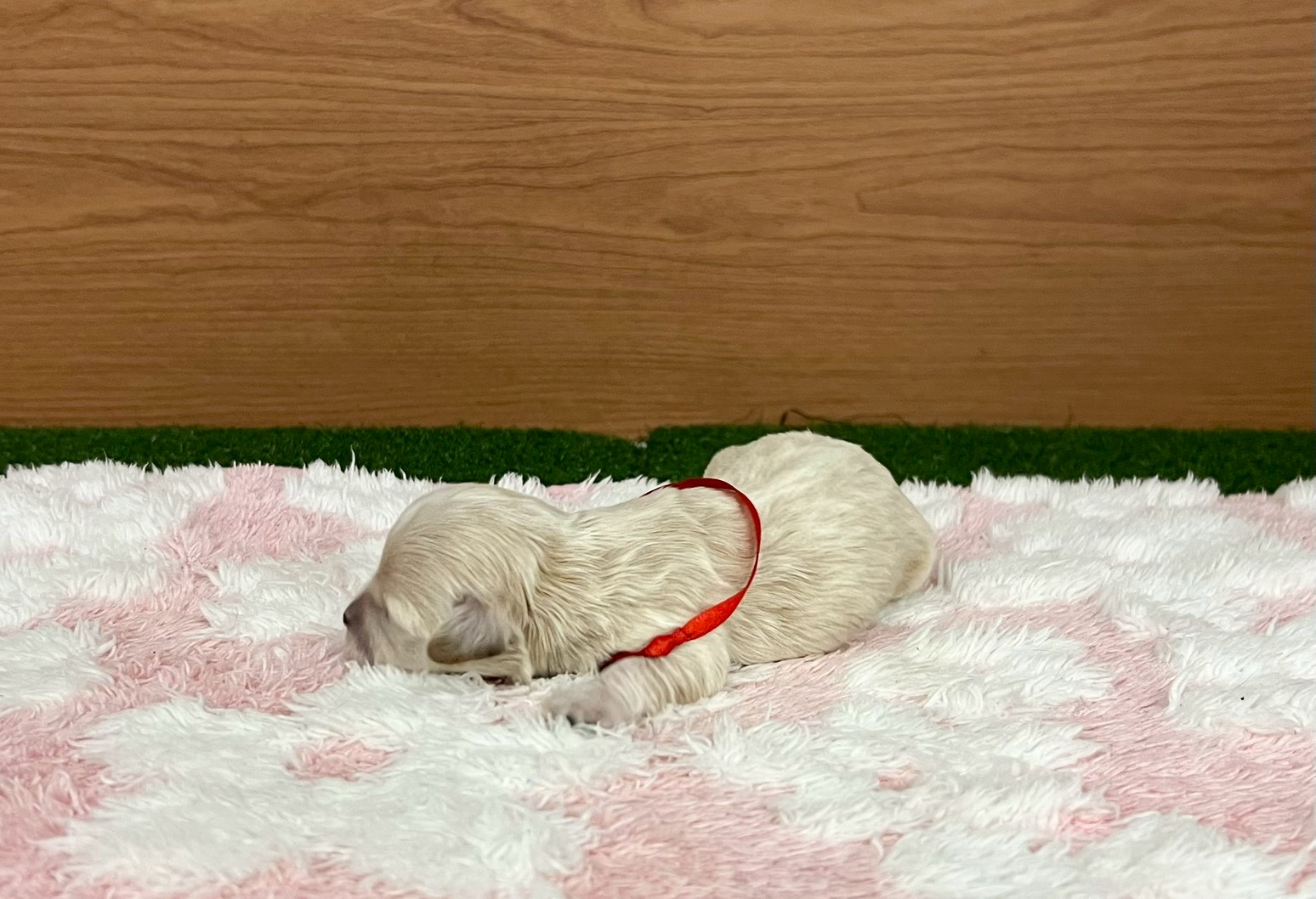 赤ちゃん写真1-2