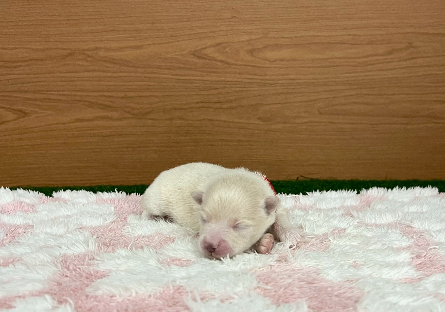 赤ちゃん写真1-1