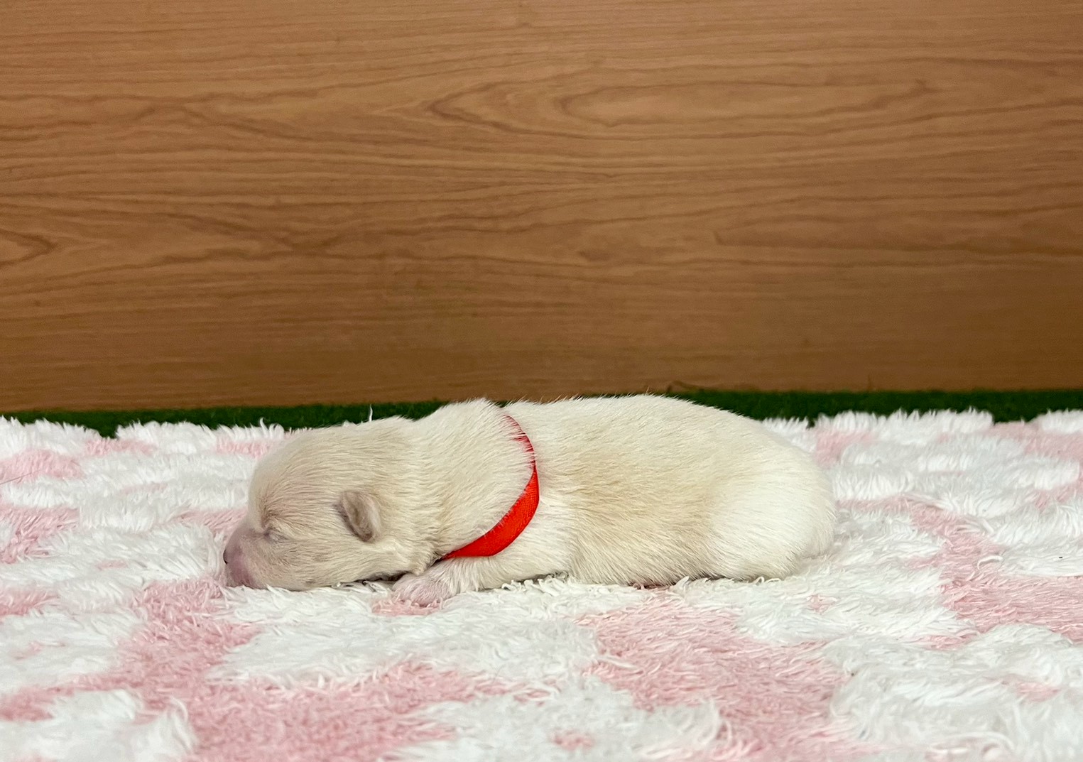 赤ちゃん写真1-2