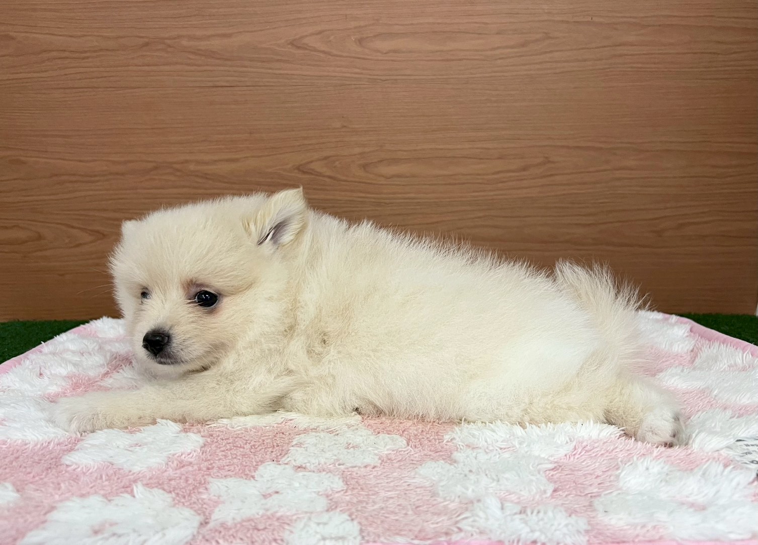 赤ちゃん写真3-2