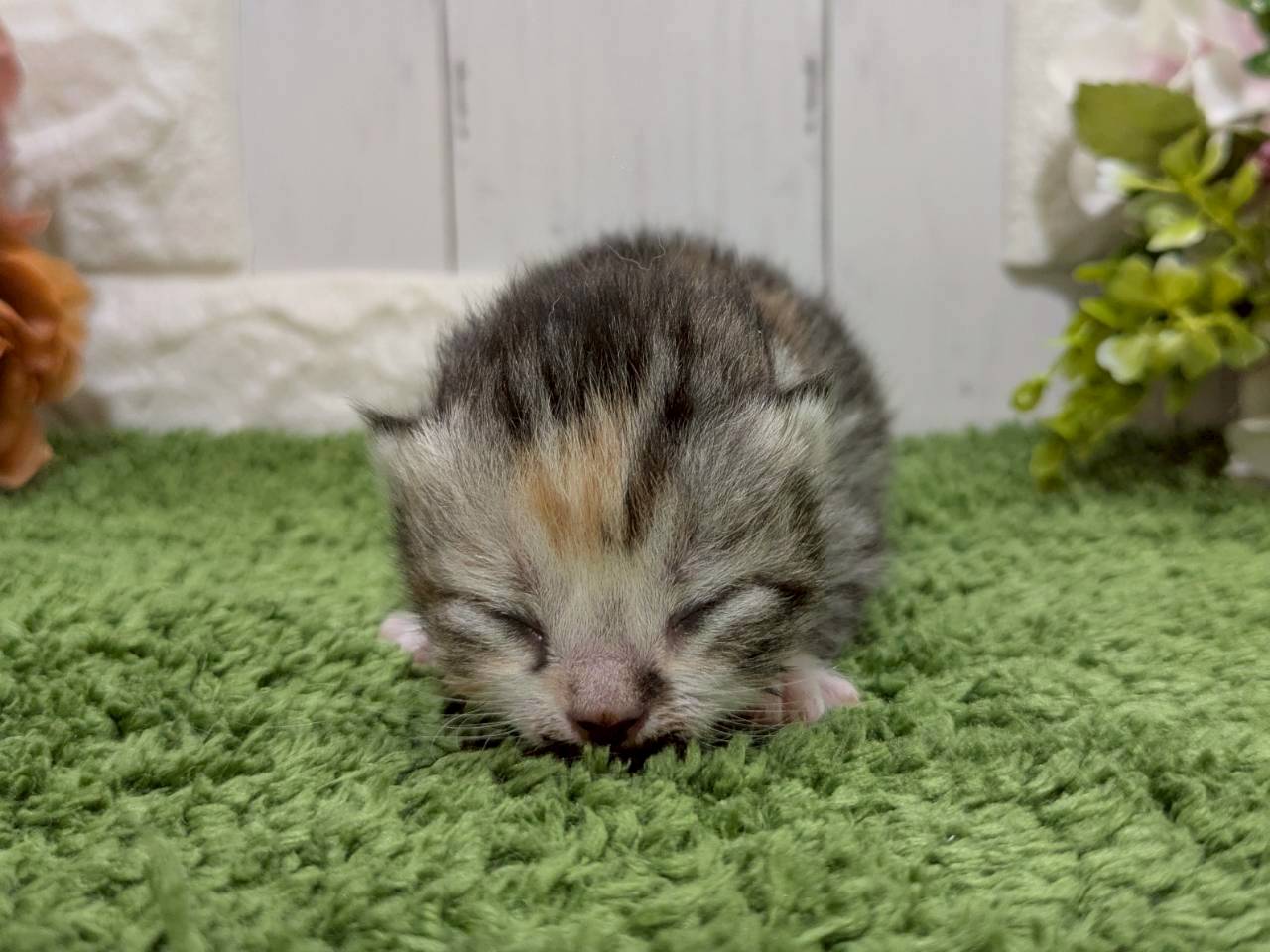 赤ちゃん写真1-1