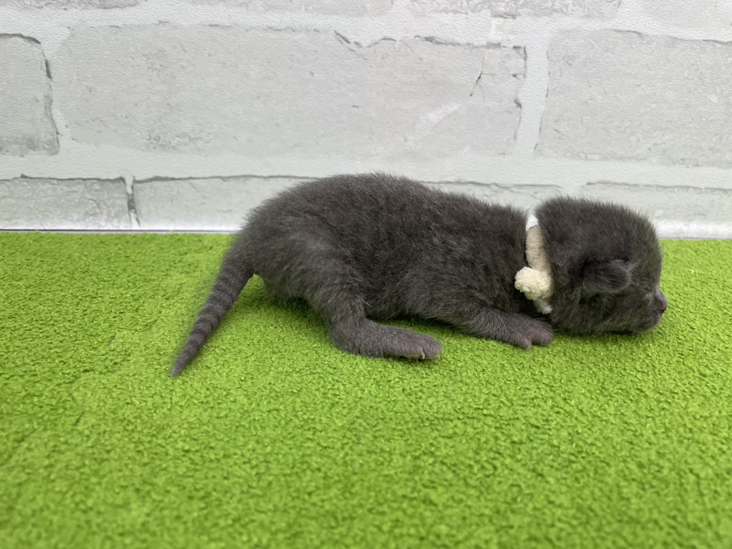 赤ちゃん写真1-2