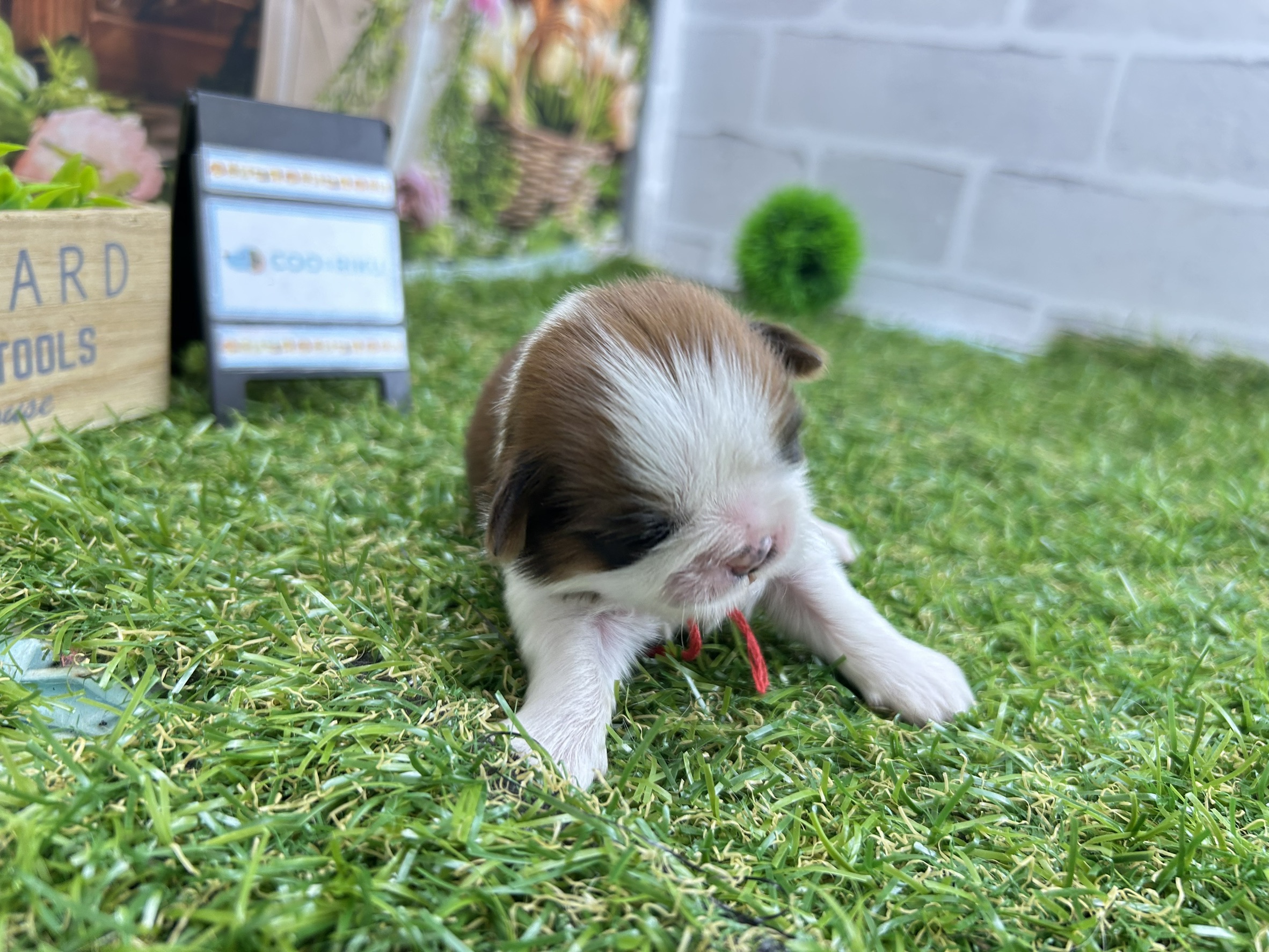 赤ちゃん写真1-2