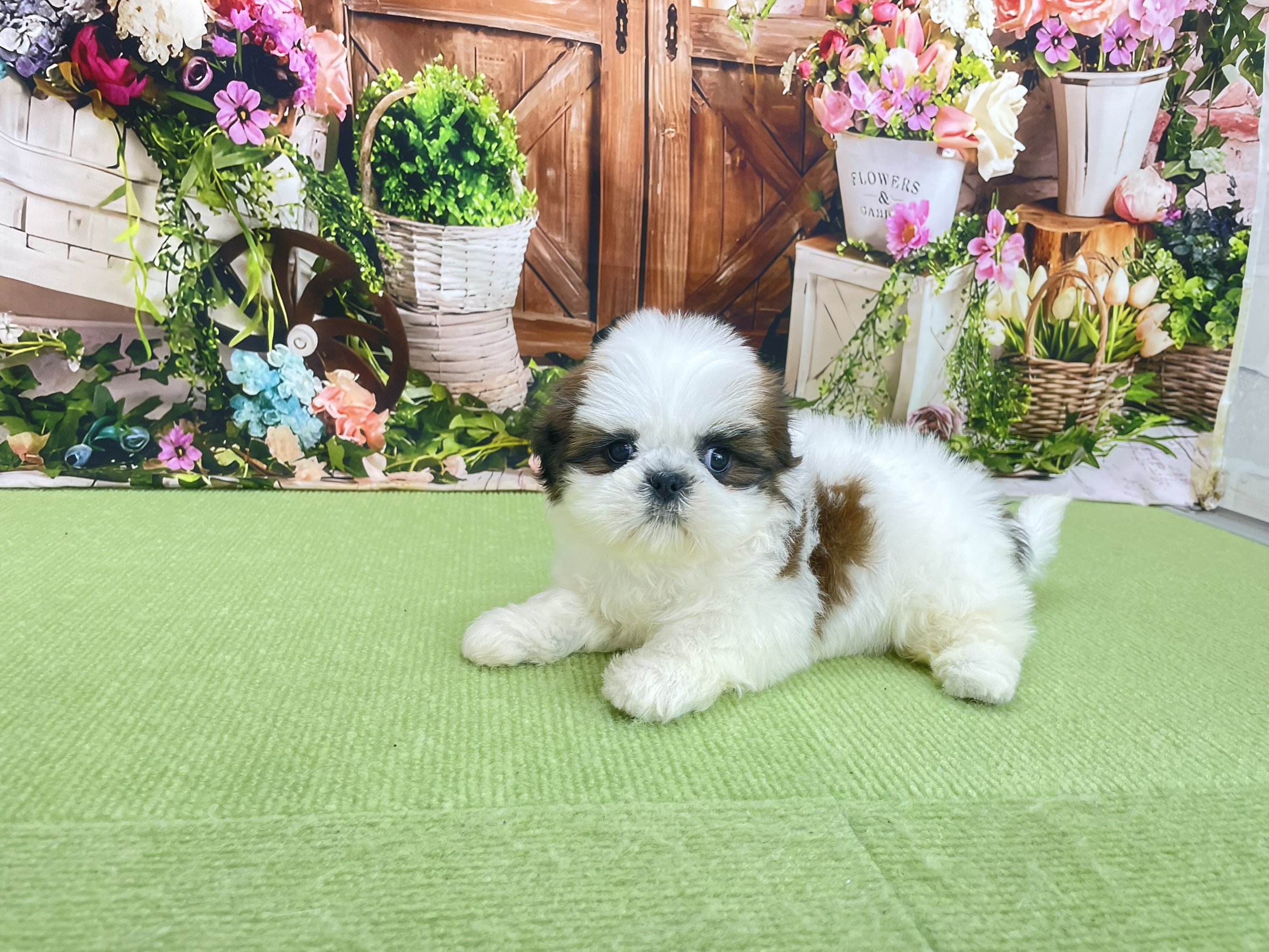 赤ちゃん写真3-2