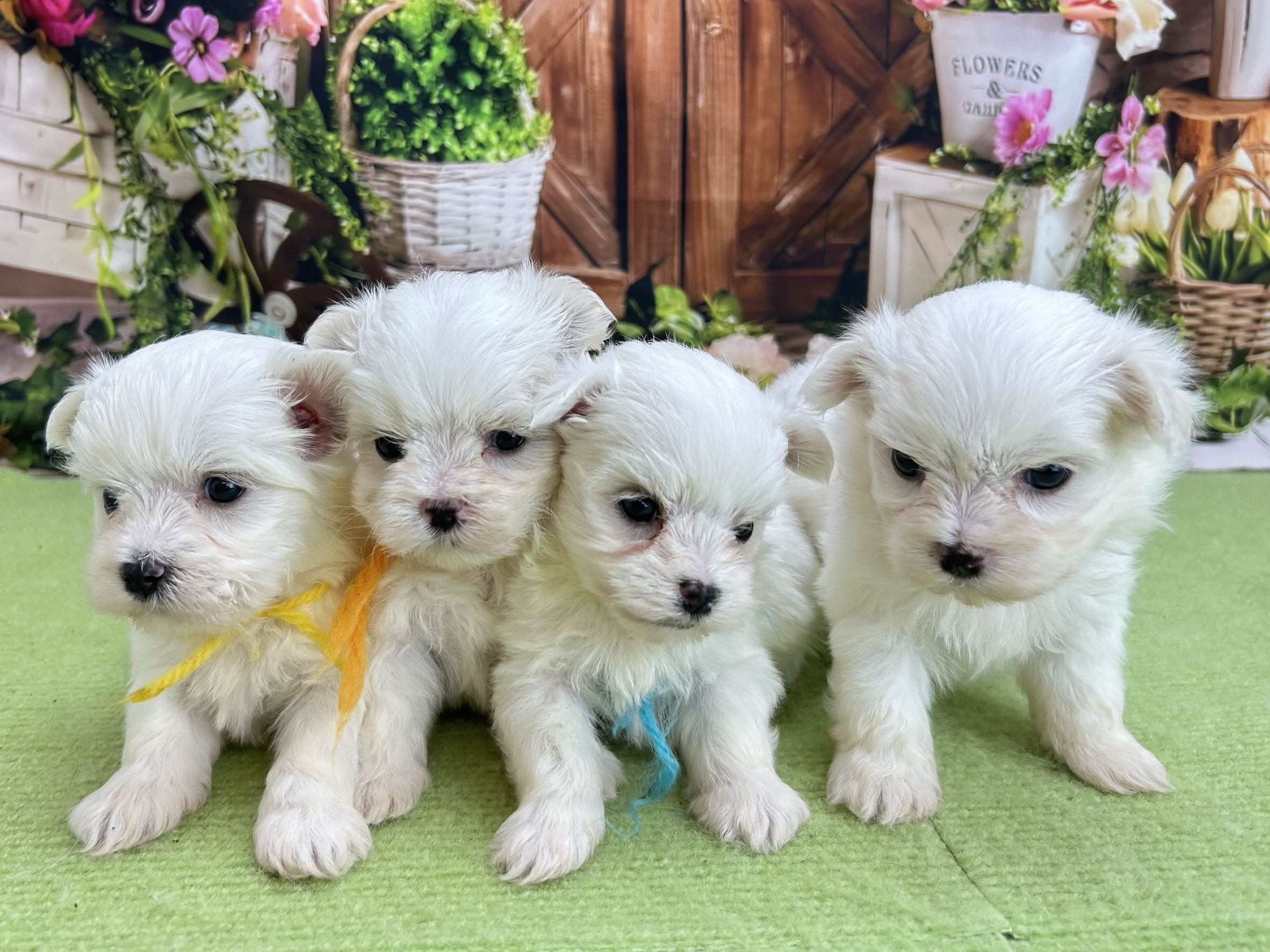 赤ちゃん写真2-3