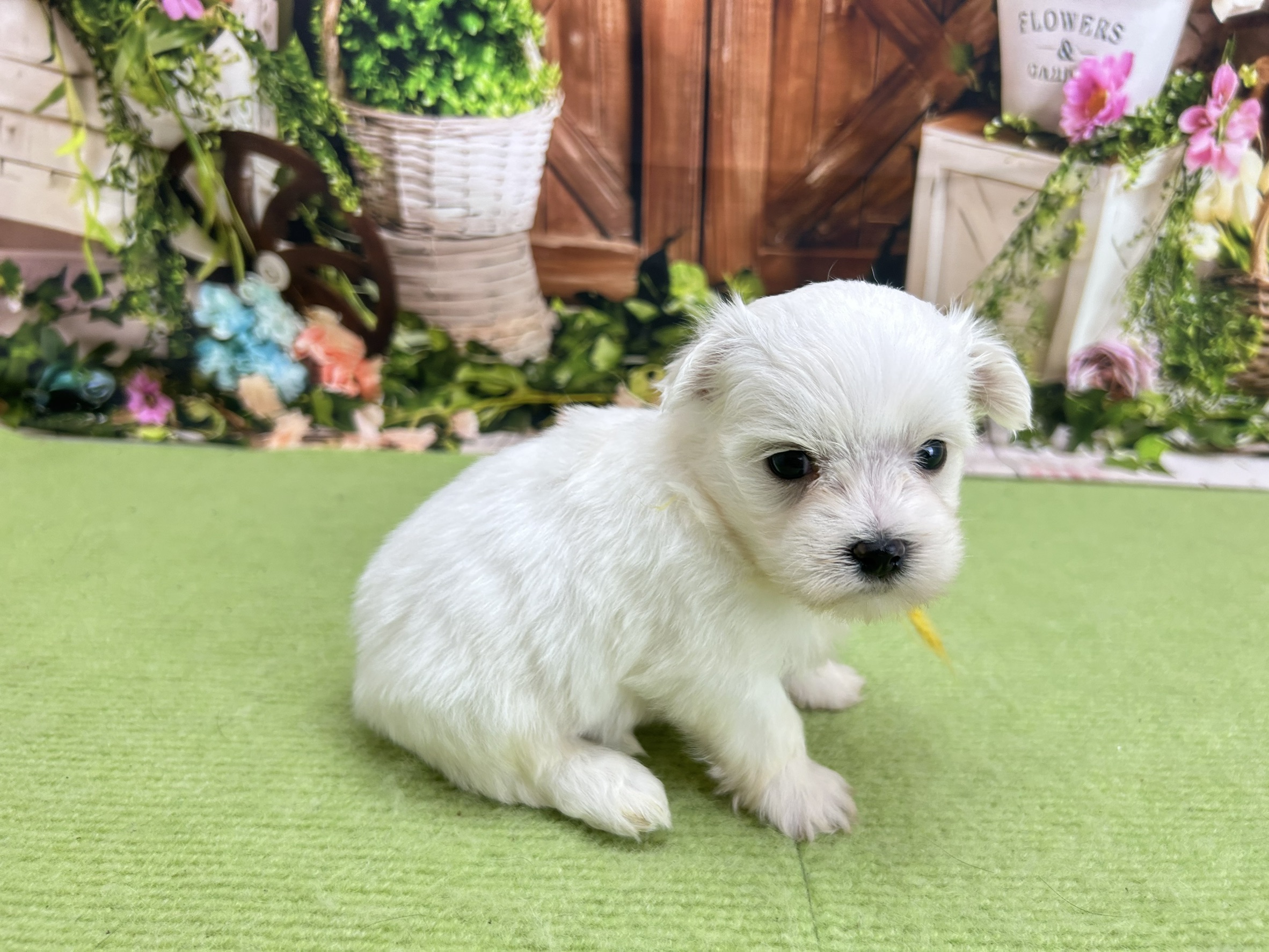 赤ちゃん写真2-2