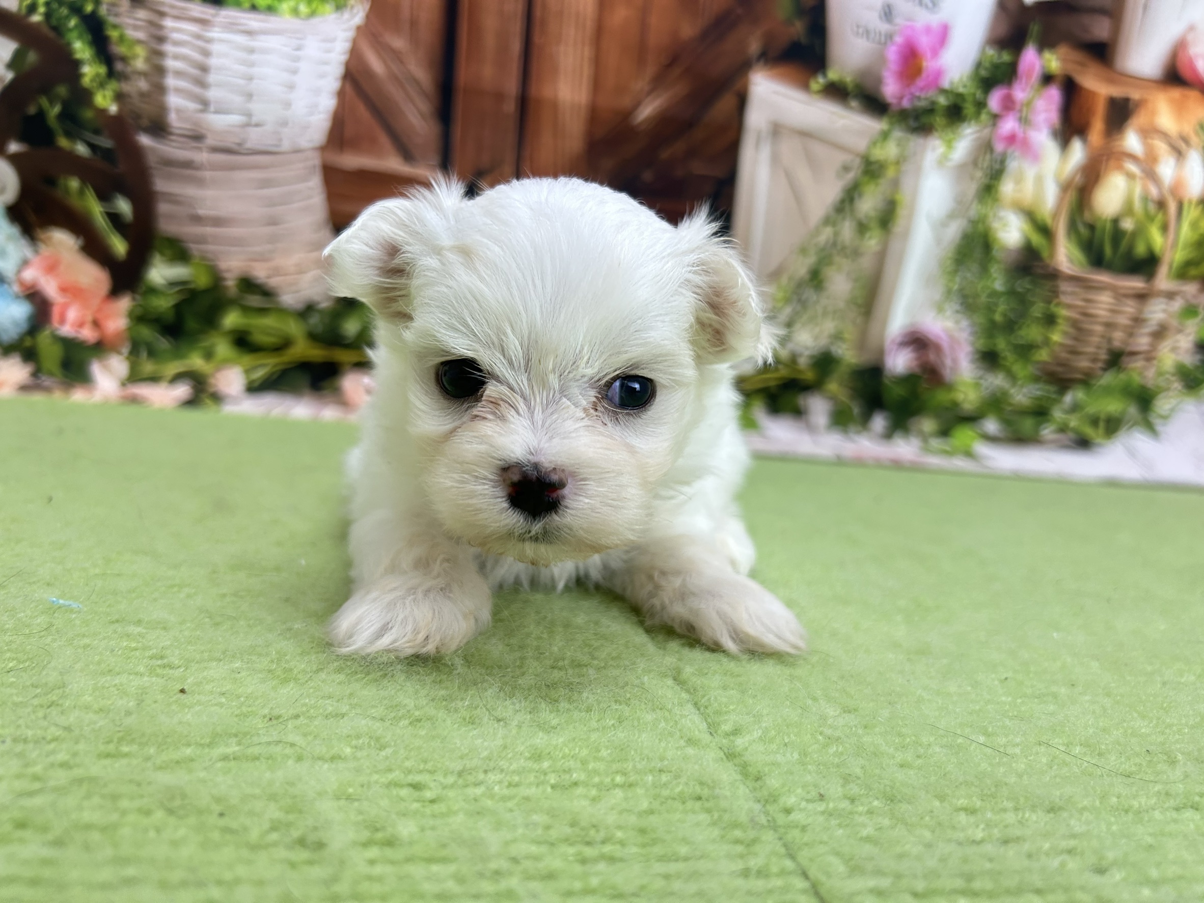 赤ちゃん写真2-1