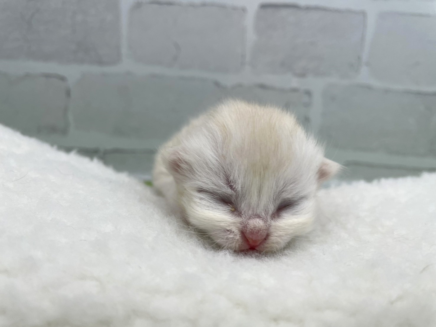 赤ちゃん写真1-1