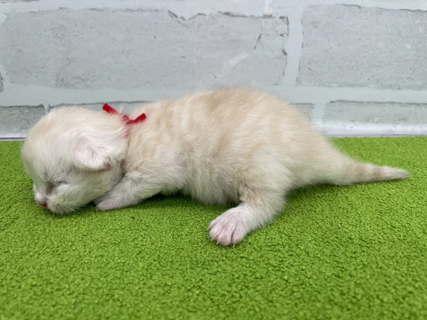 赤ちゃん写真1-2