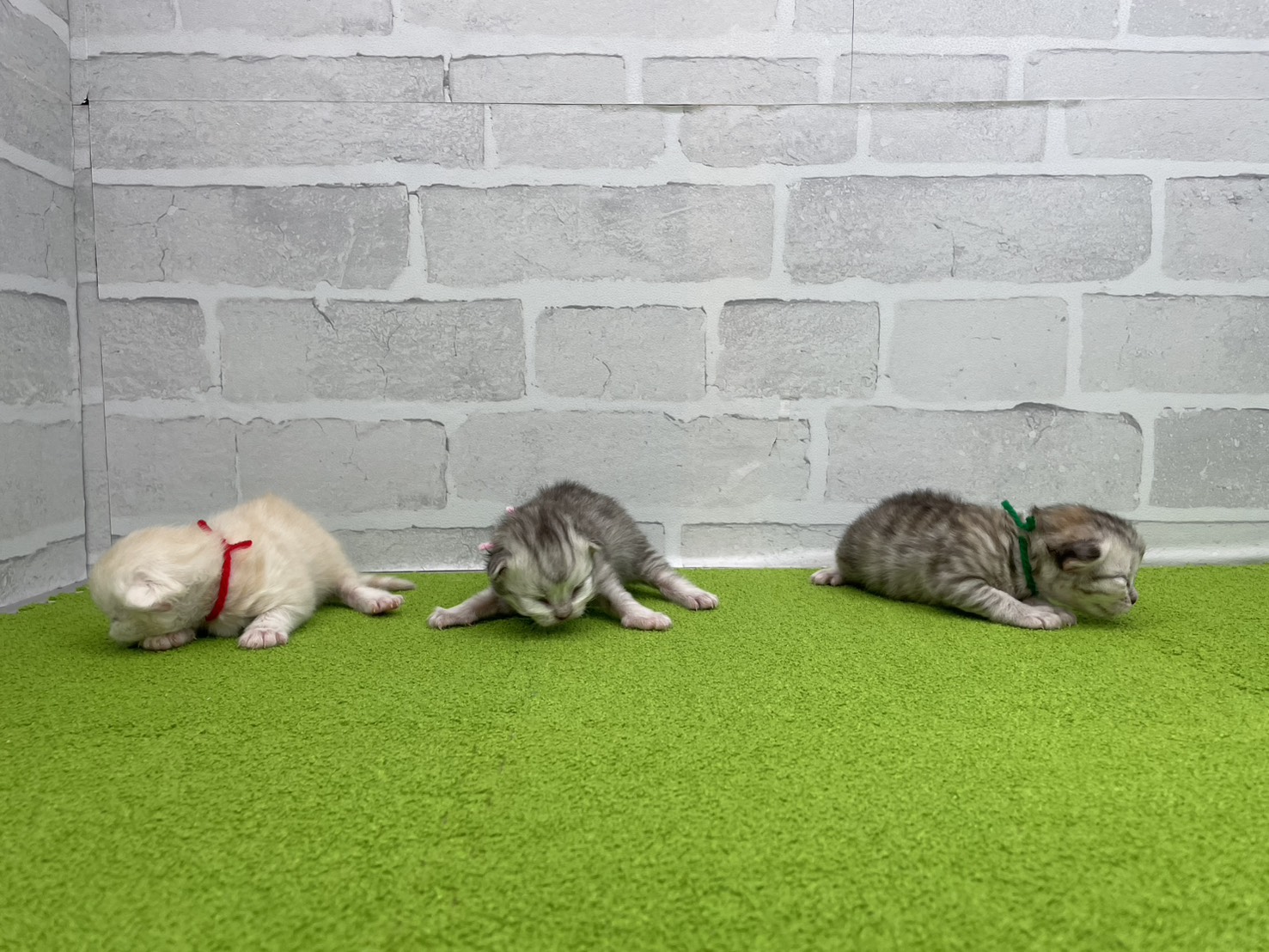 赤ちゃん写真1-3