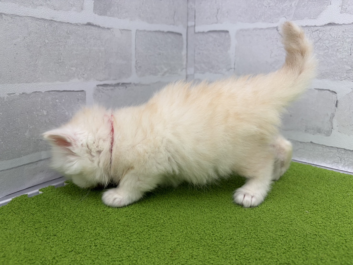 赤ちゃん写真2-2