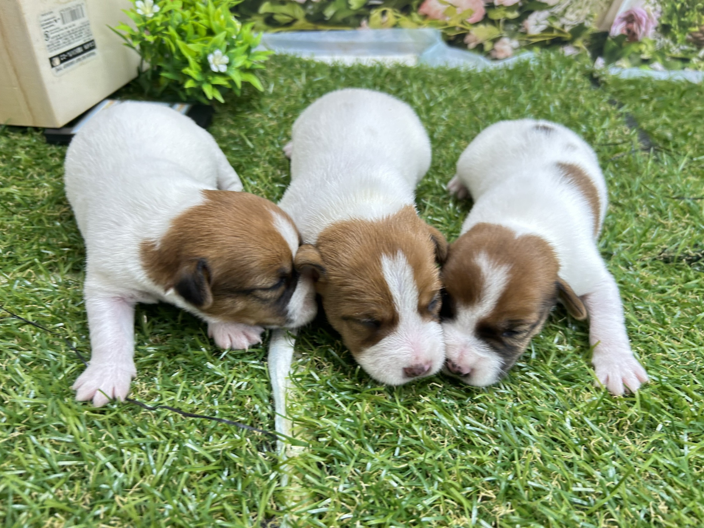 赤ちゃん写真1-3
