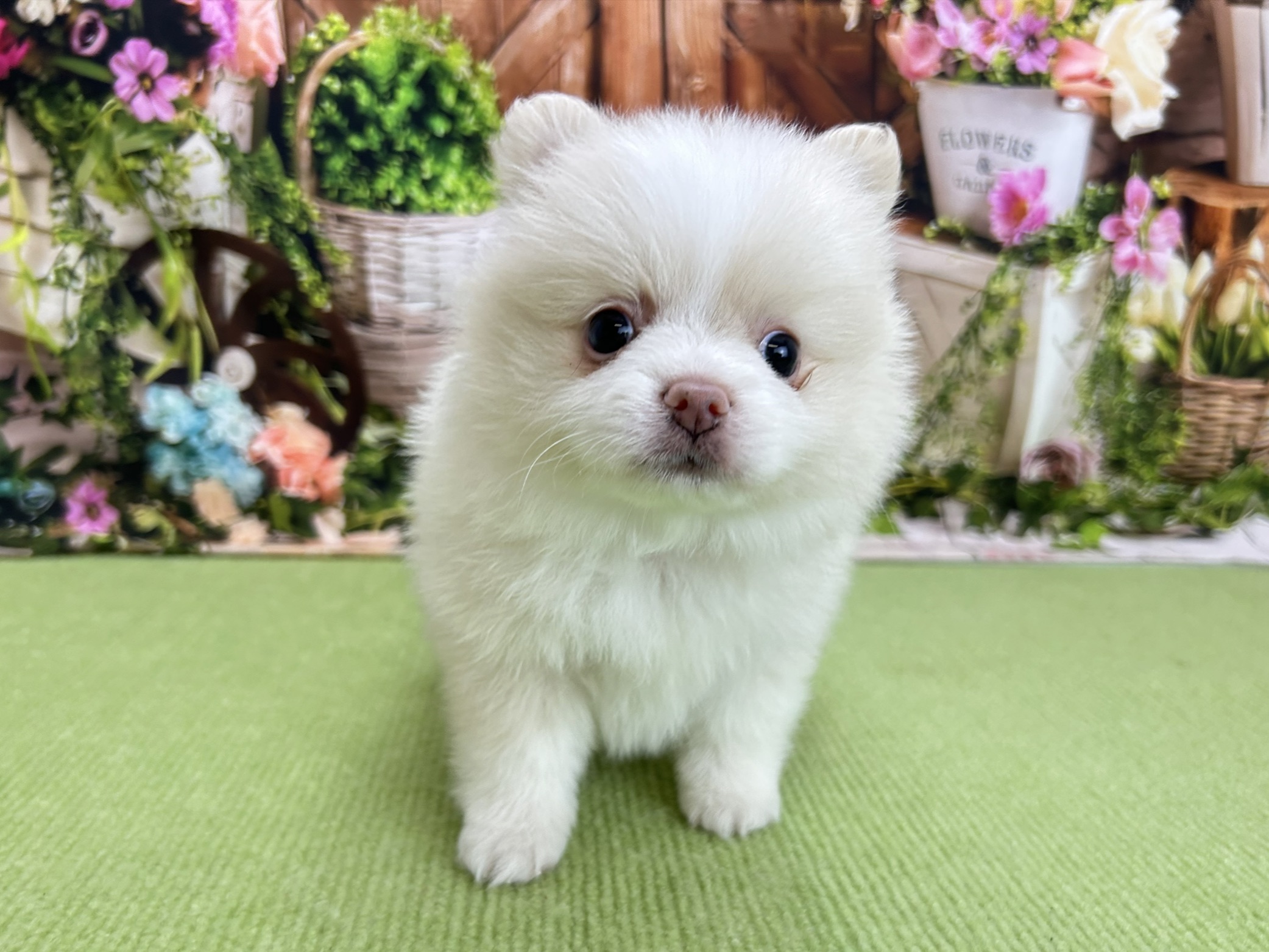 赤ちゃん写真3-1