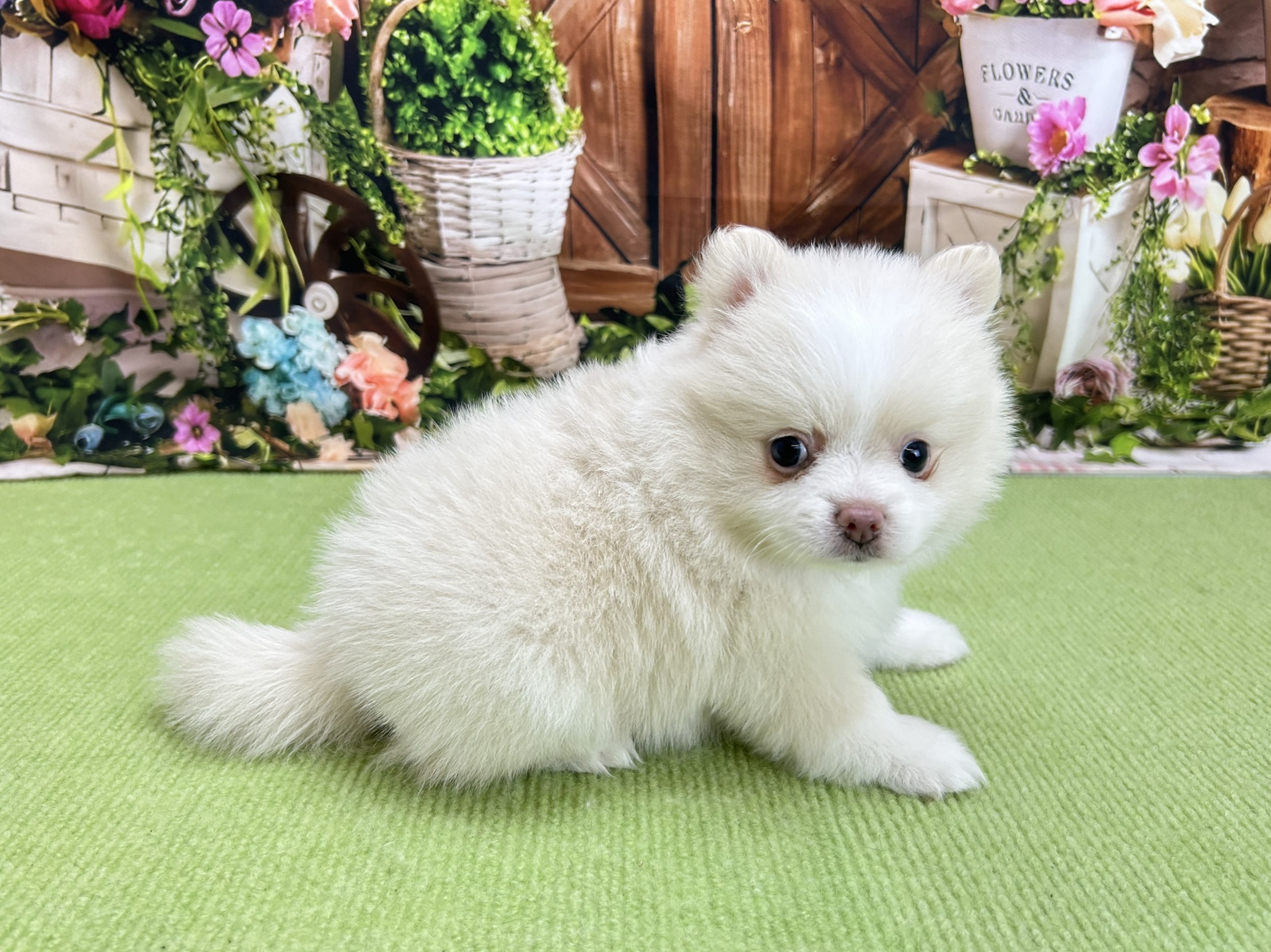 赤ちゃん写真3-2