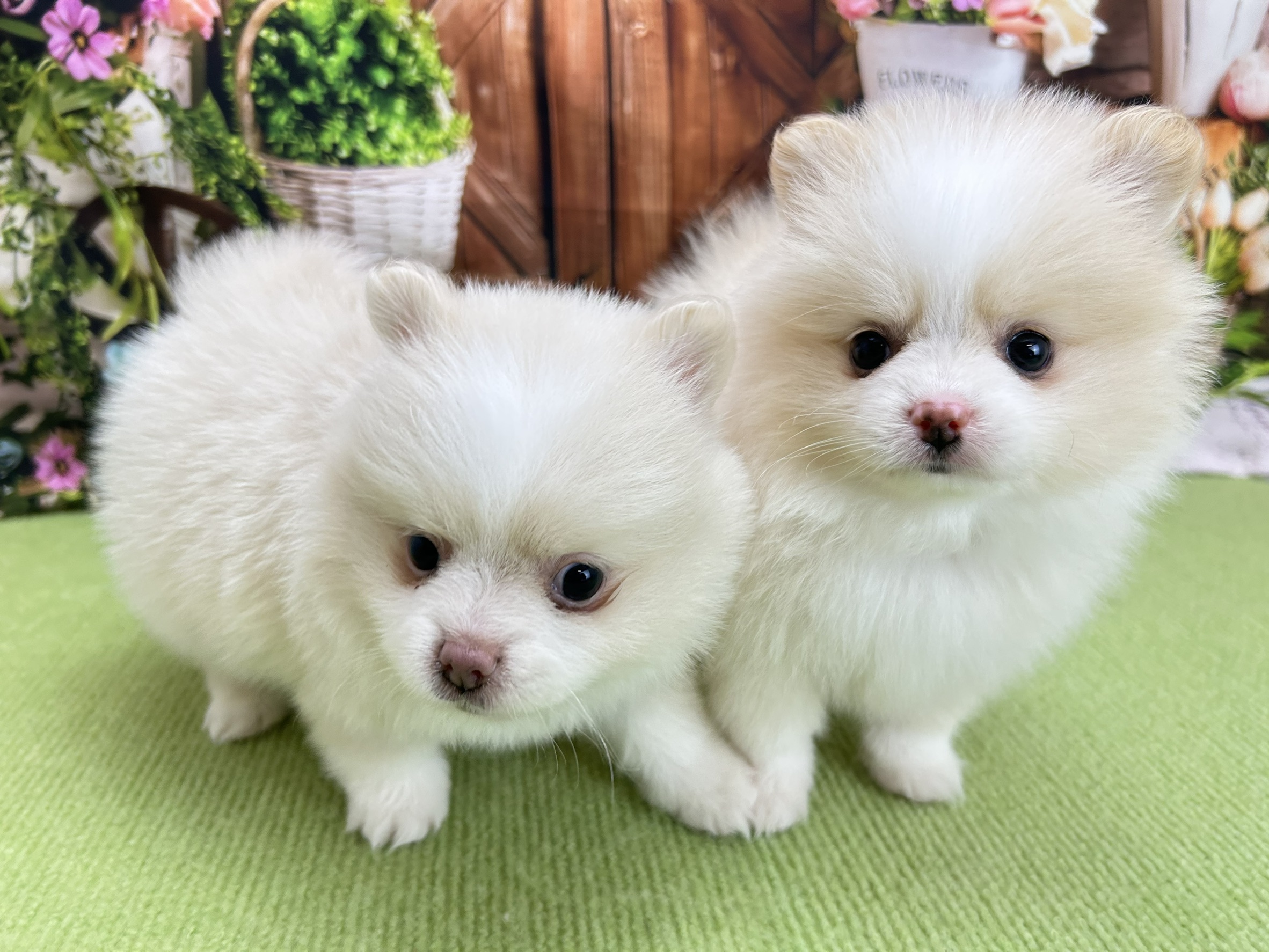 赤ちゃん写真3-3
