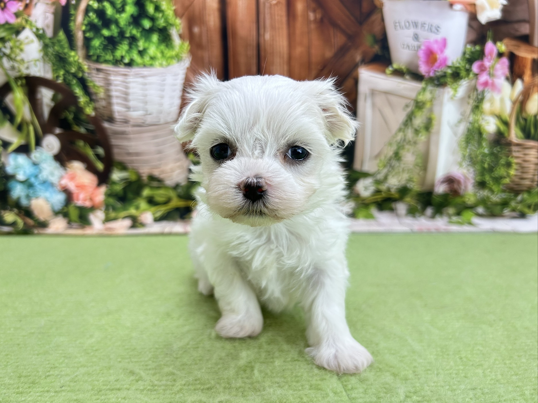 赤ちゃん写真2-1