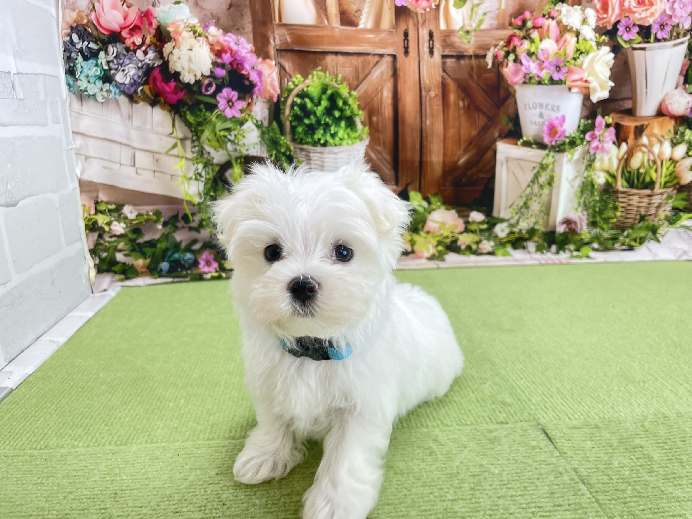 赤ちゃん写真3-1