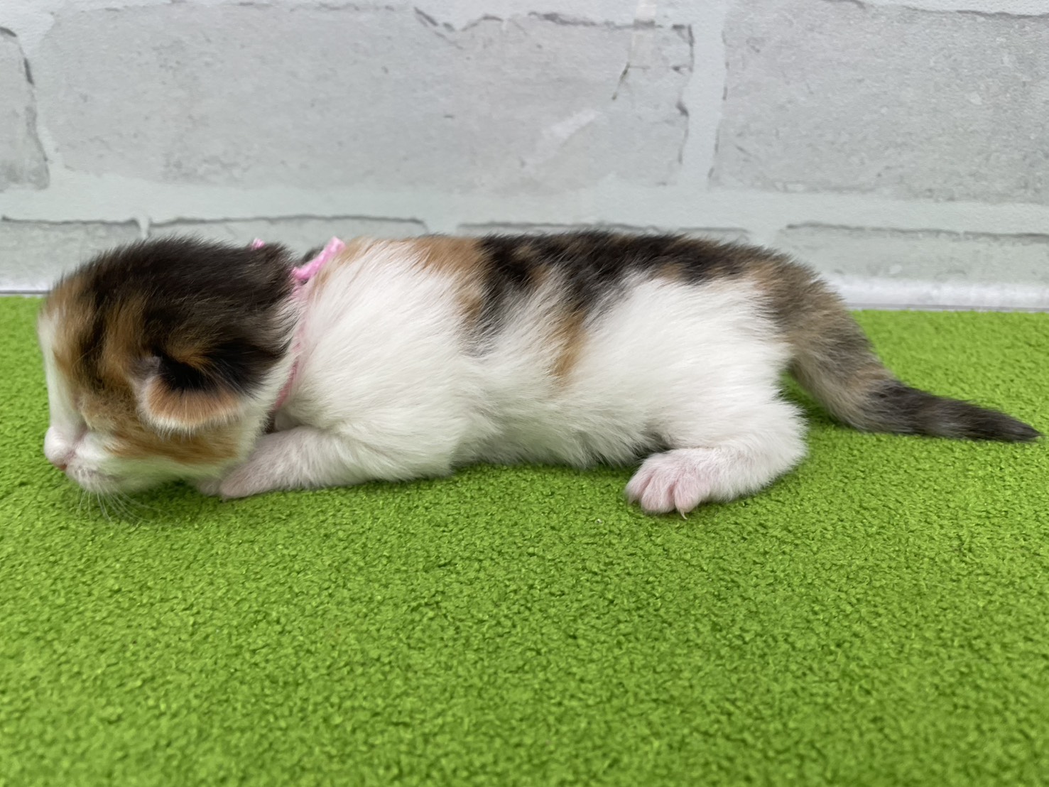 赤ちゃん写真1-2