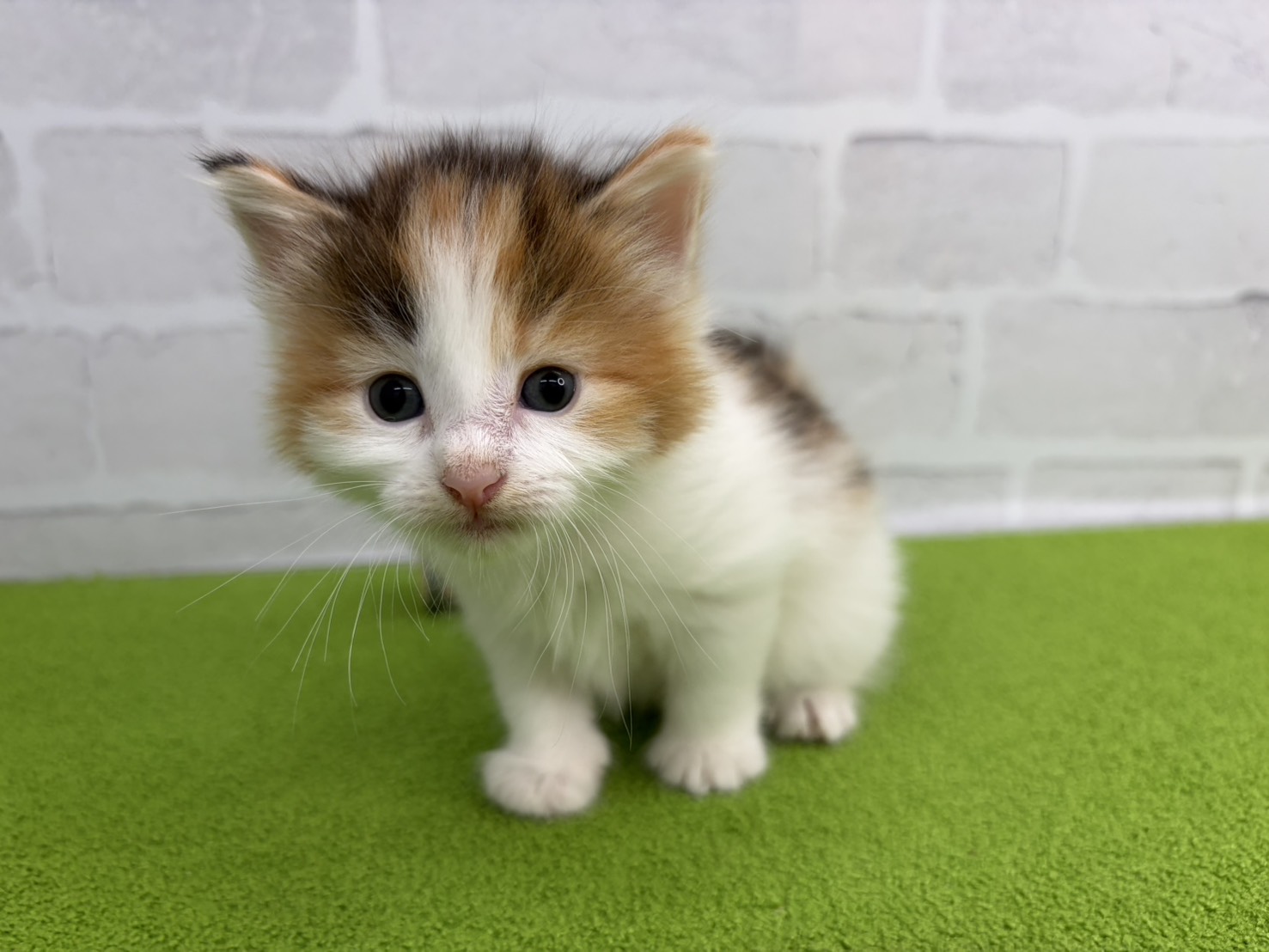 赤ちゃん写真2-1