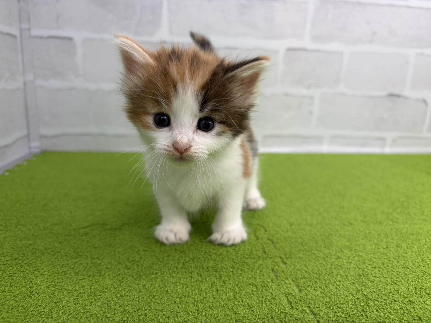 赤ちゃん写真2-1