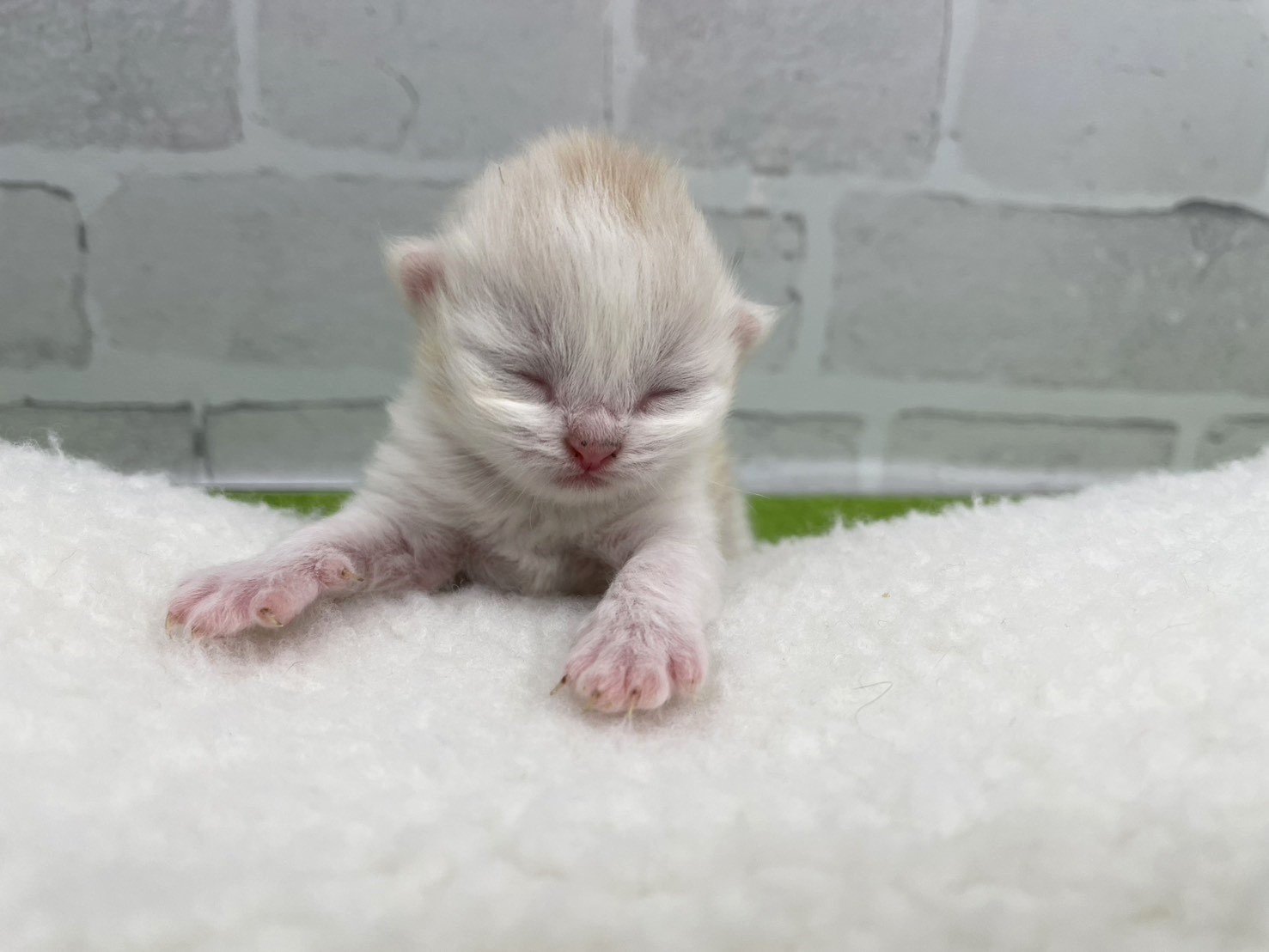 赤ちゃん写真1-1