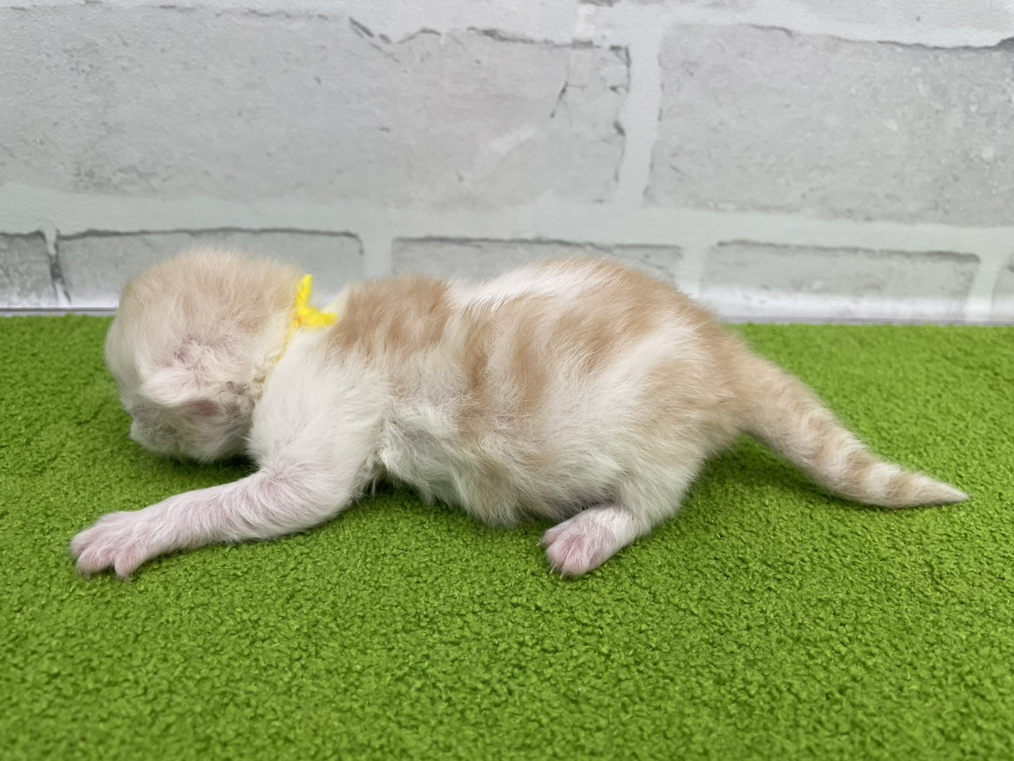 赤ちゃん写真1-2