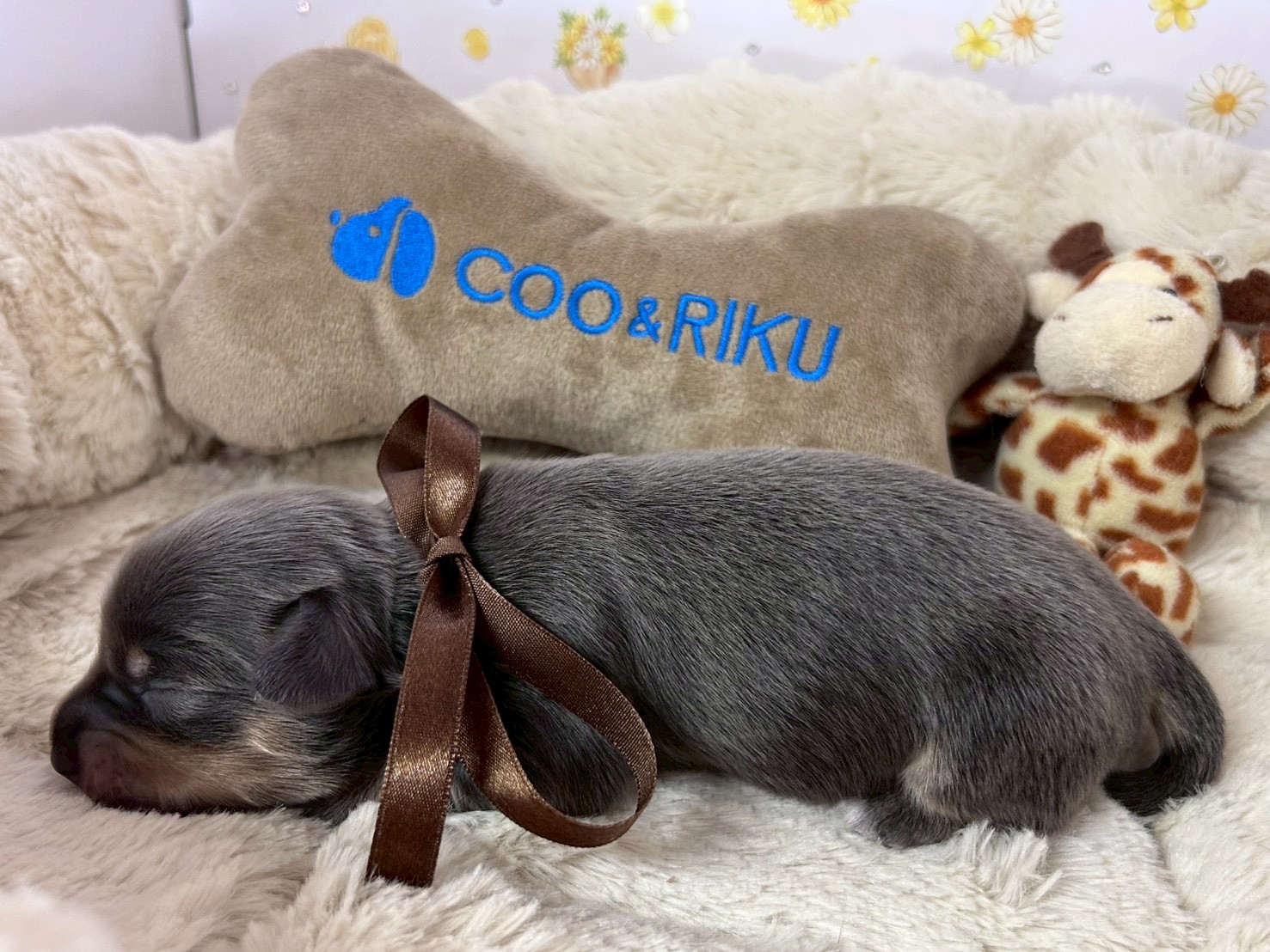 赤ちゃん写真1-2