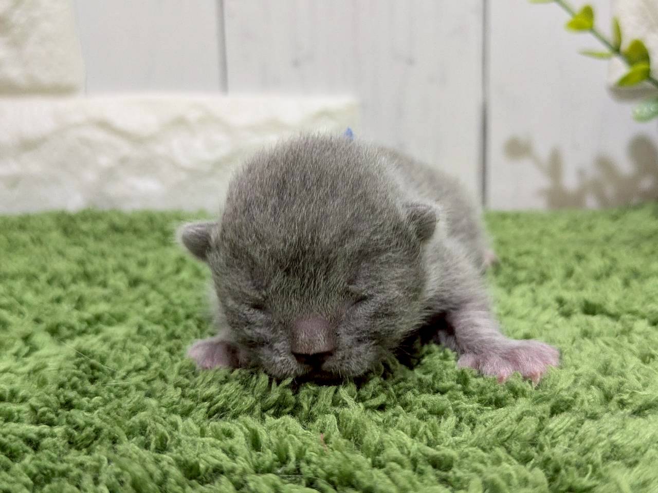 赤ちゃん写真1-1