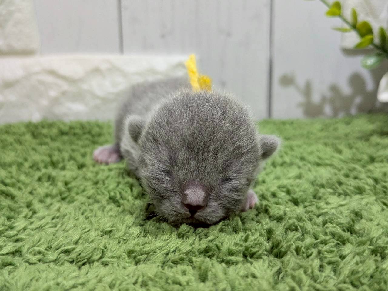 赤ちゃん写真1-1