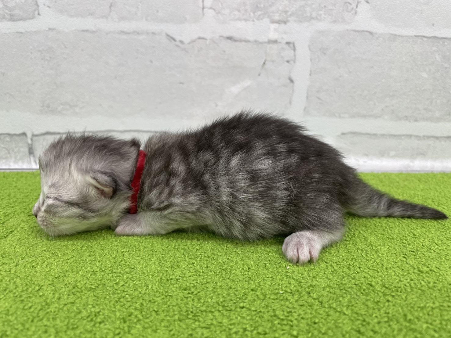 赤ちゃん写真1-2