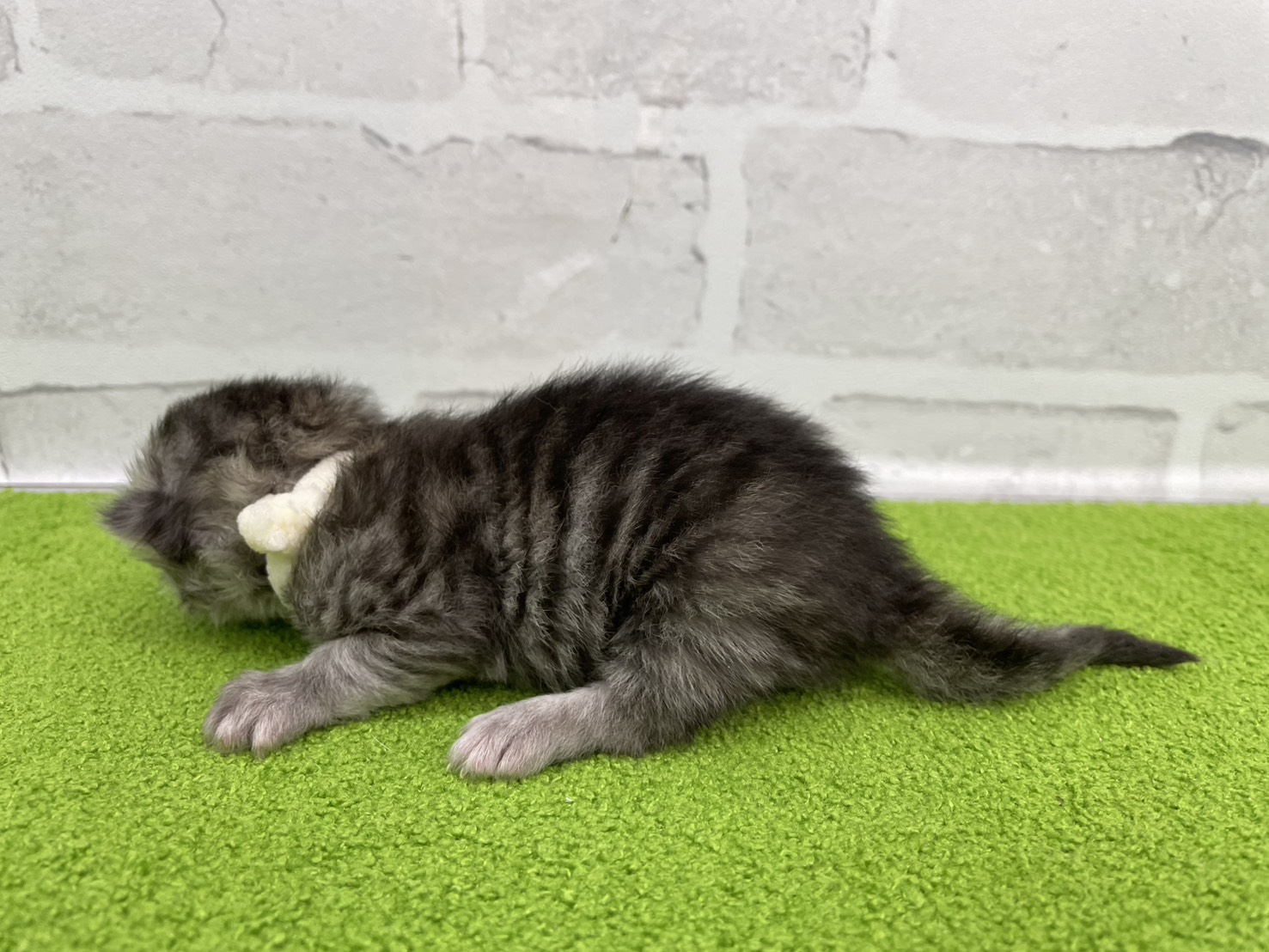 赤ちゃん写真1-2