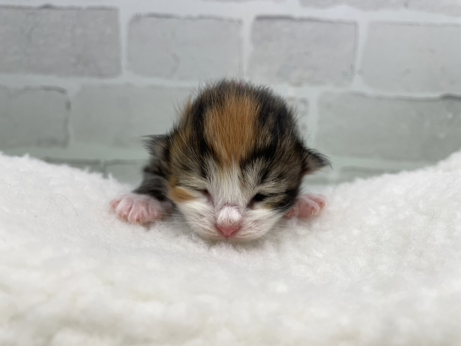 赤ちゃん写真1-1
