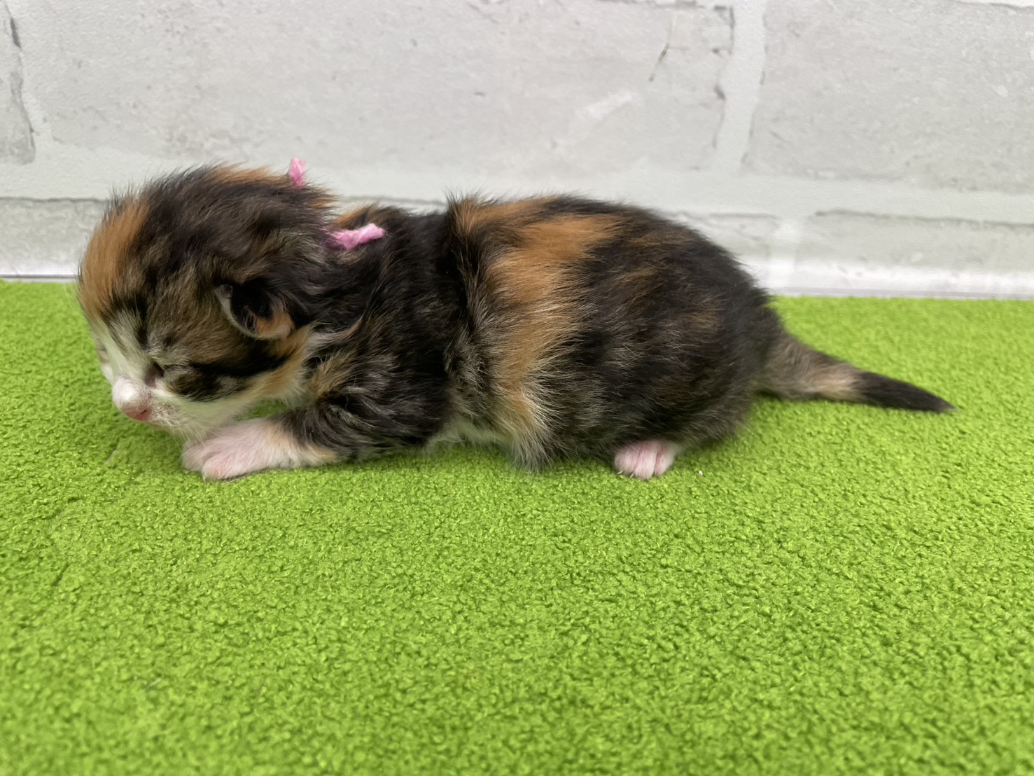 赤ちゃん写真1-2