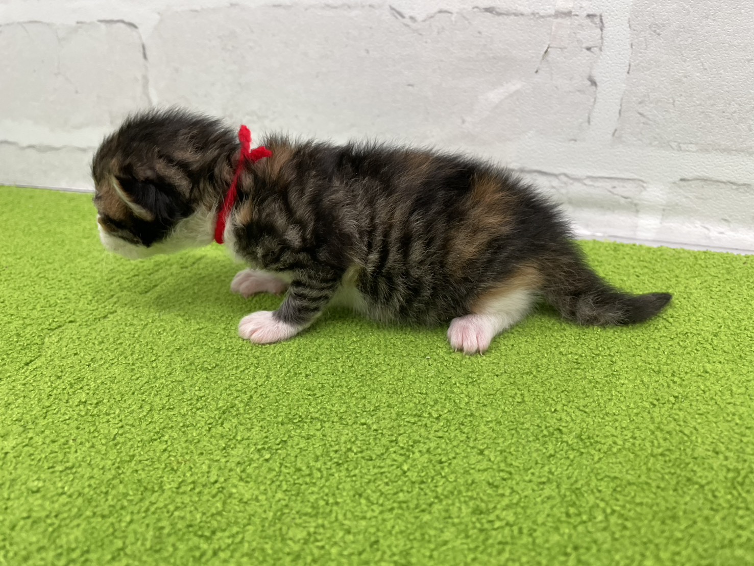赤ちゃん写真1-2