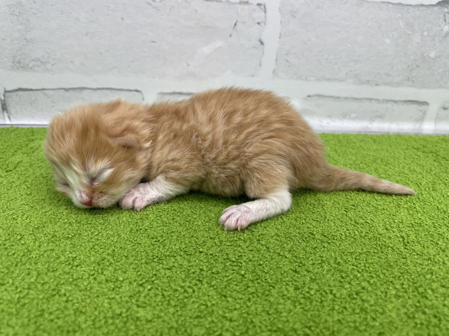 赤ちゃん写真1-2