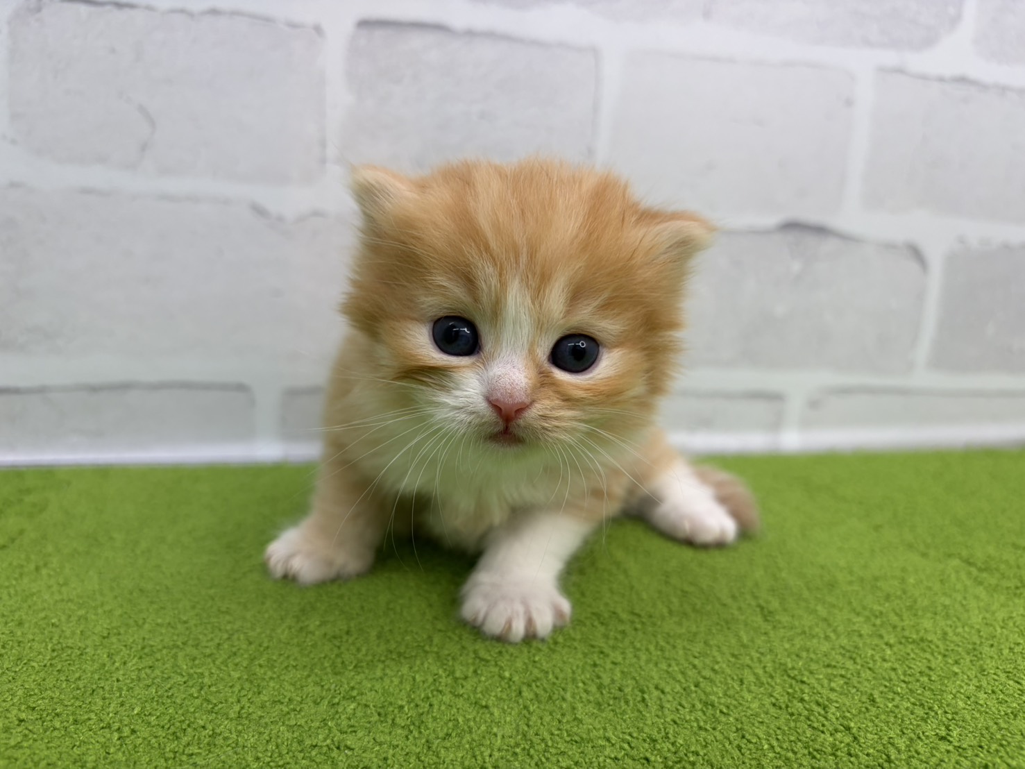 赤ちゃん写真2-1