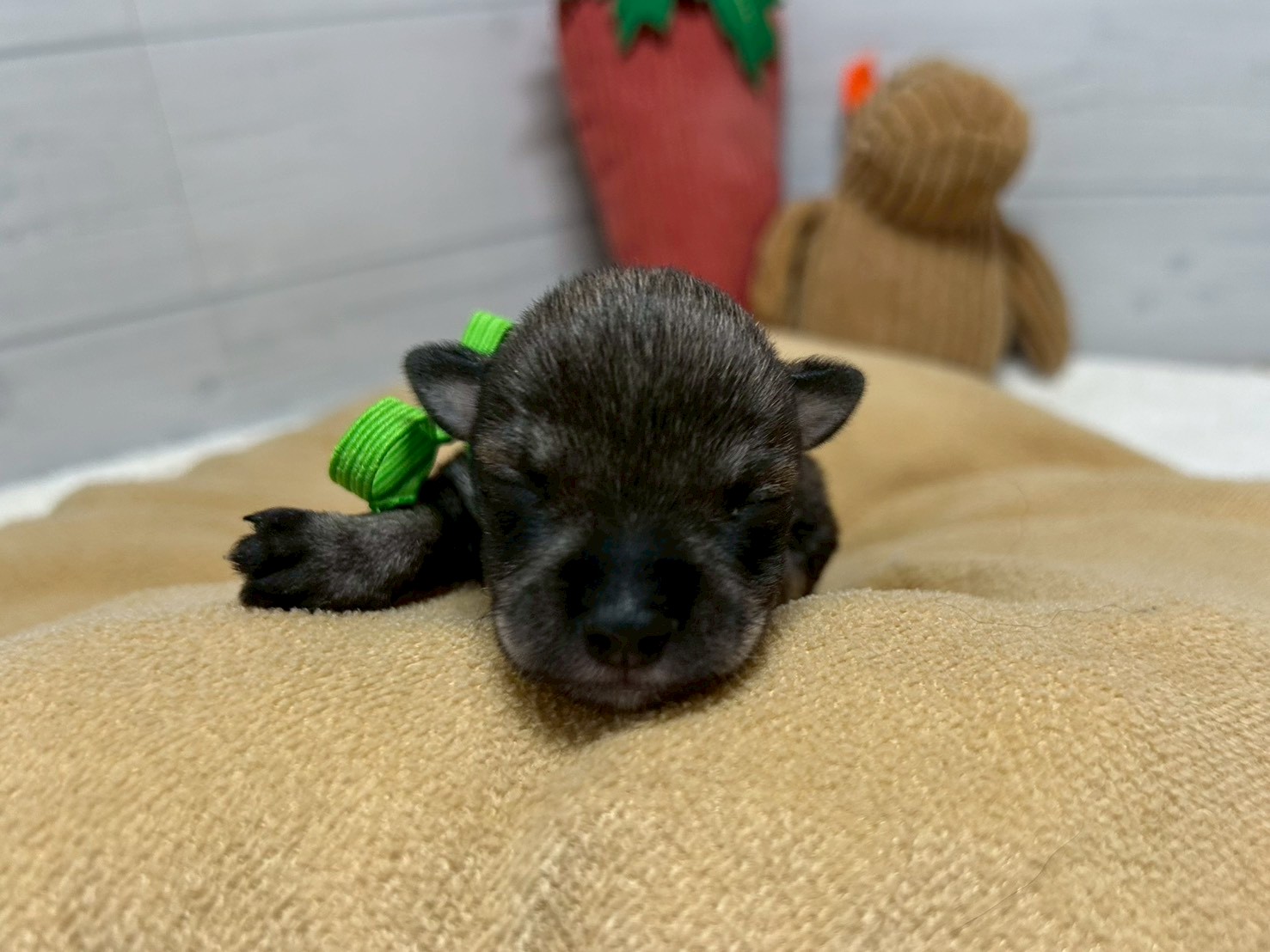 赤ちゃん写真1-1