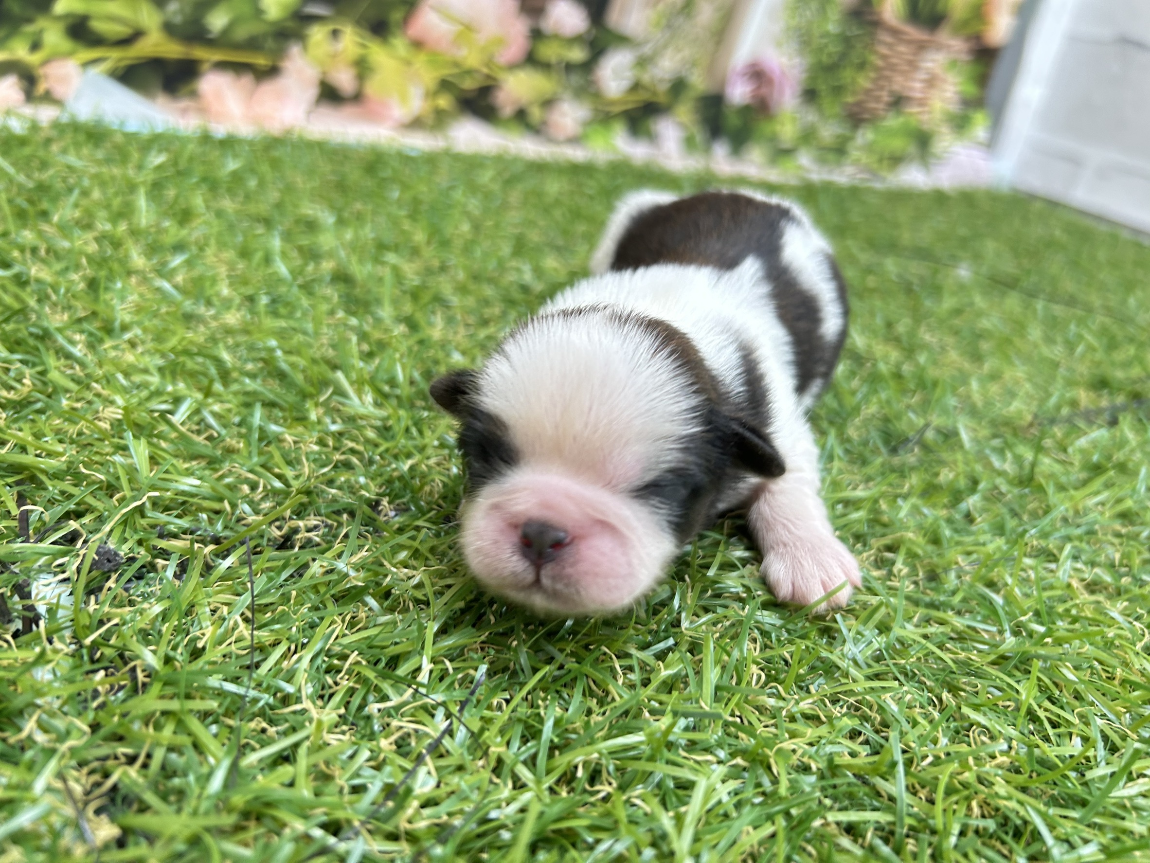 赤ちゃん写真1-2