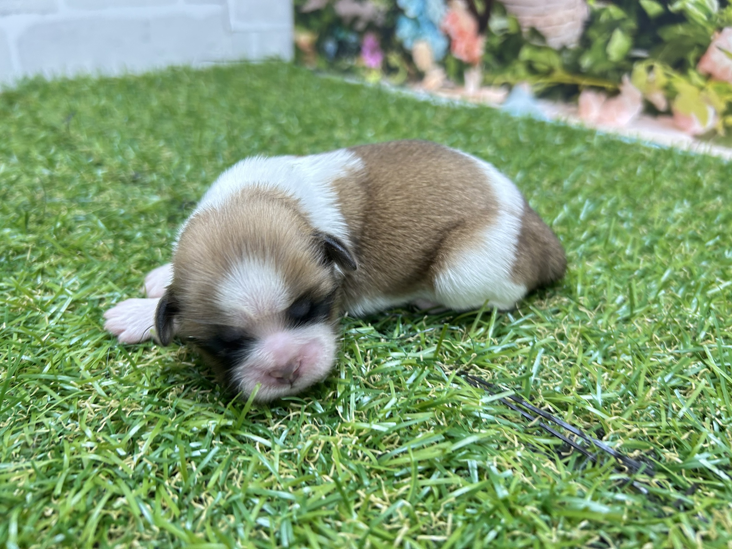 赤ちゃん写真1-2