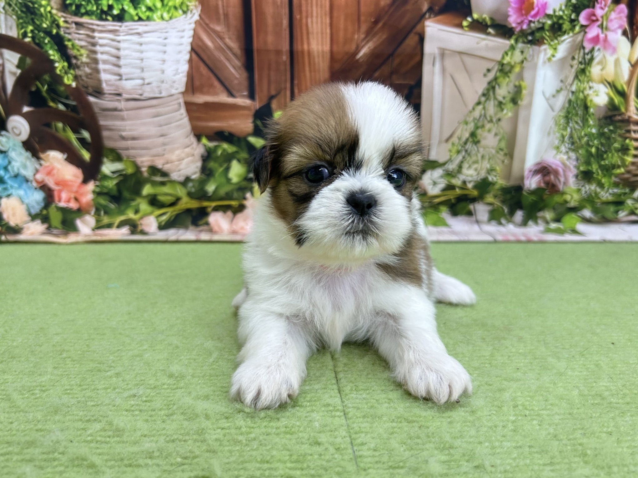 赤ちゃん写真2-1