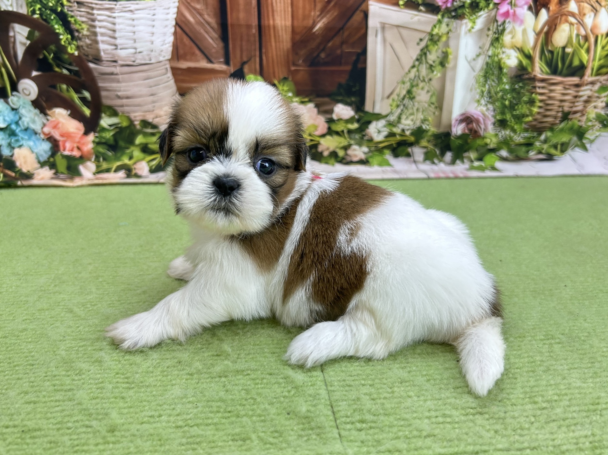 赤ちゃん写真2-2