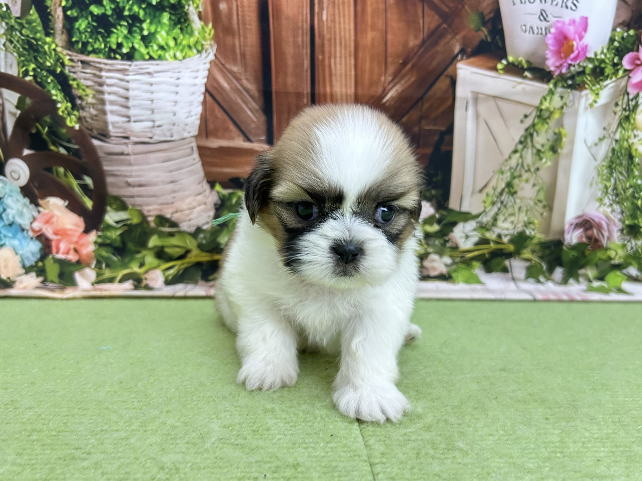 赤ちゃん写真2-1