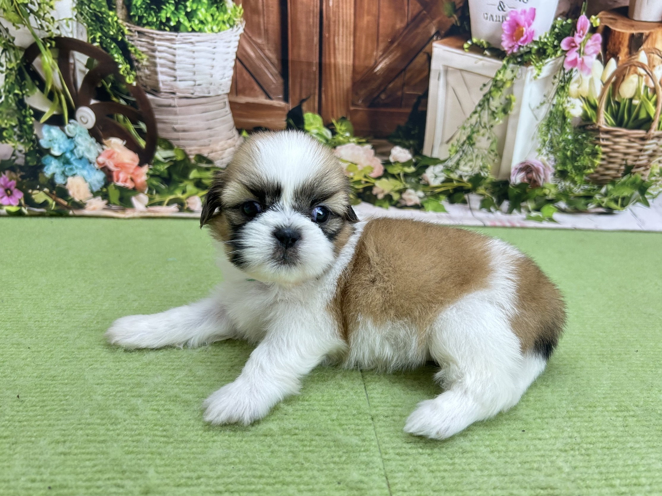 赤ちゃん写真2-2