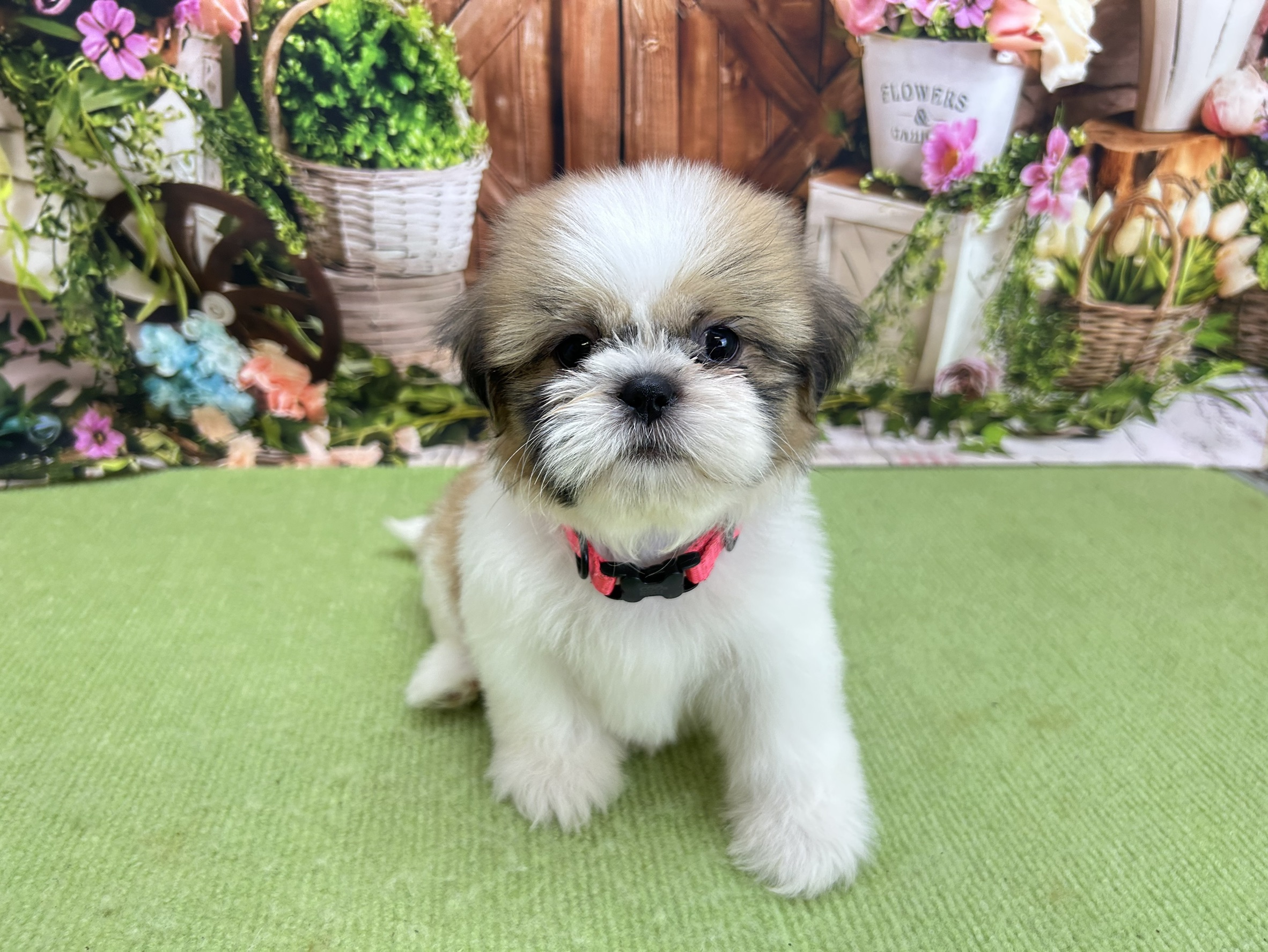 赤ちゃん写真3-1