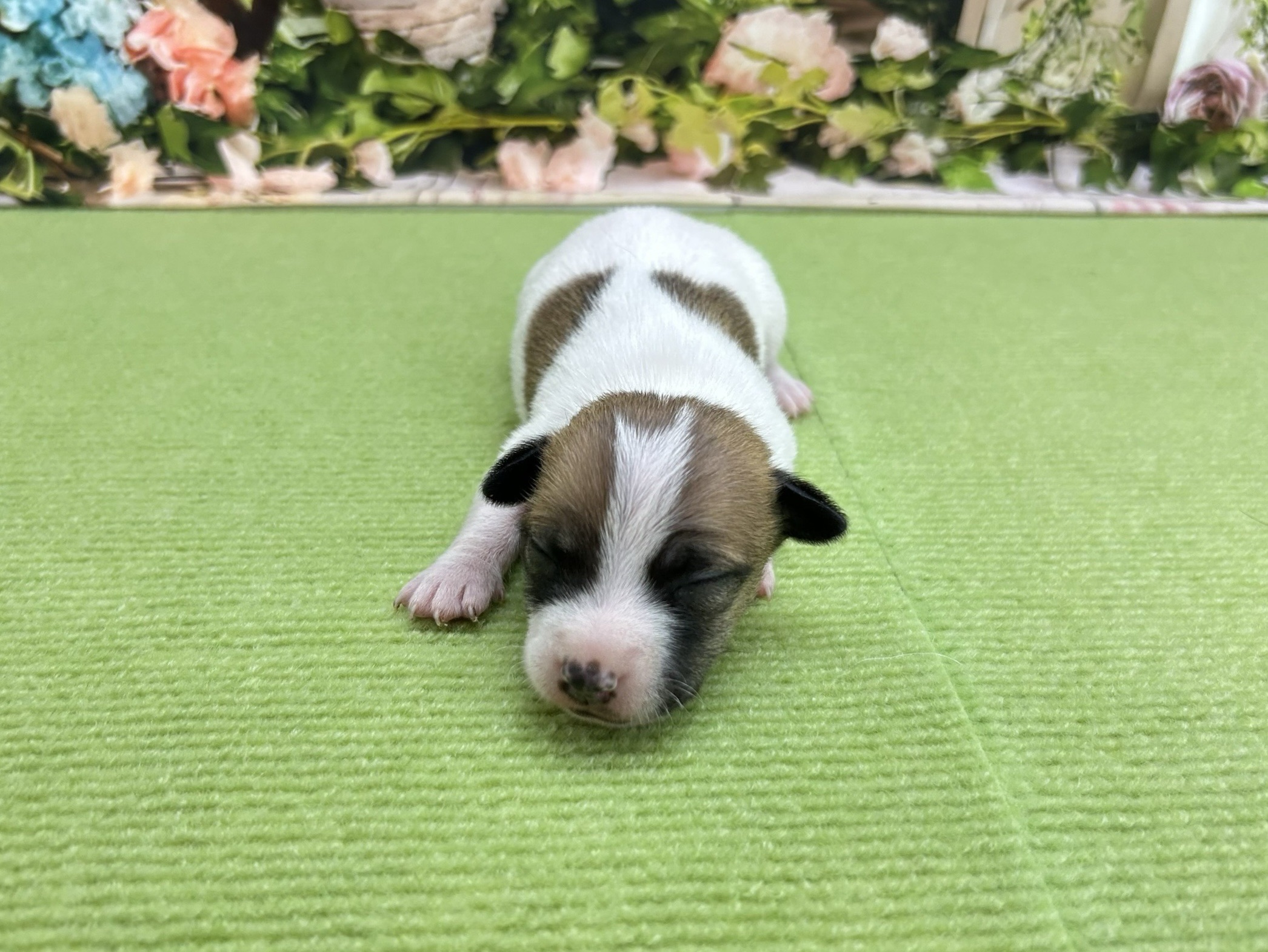 赤ちゃん写真1-1
