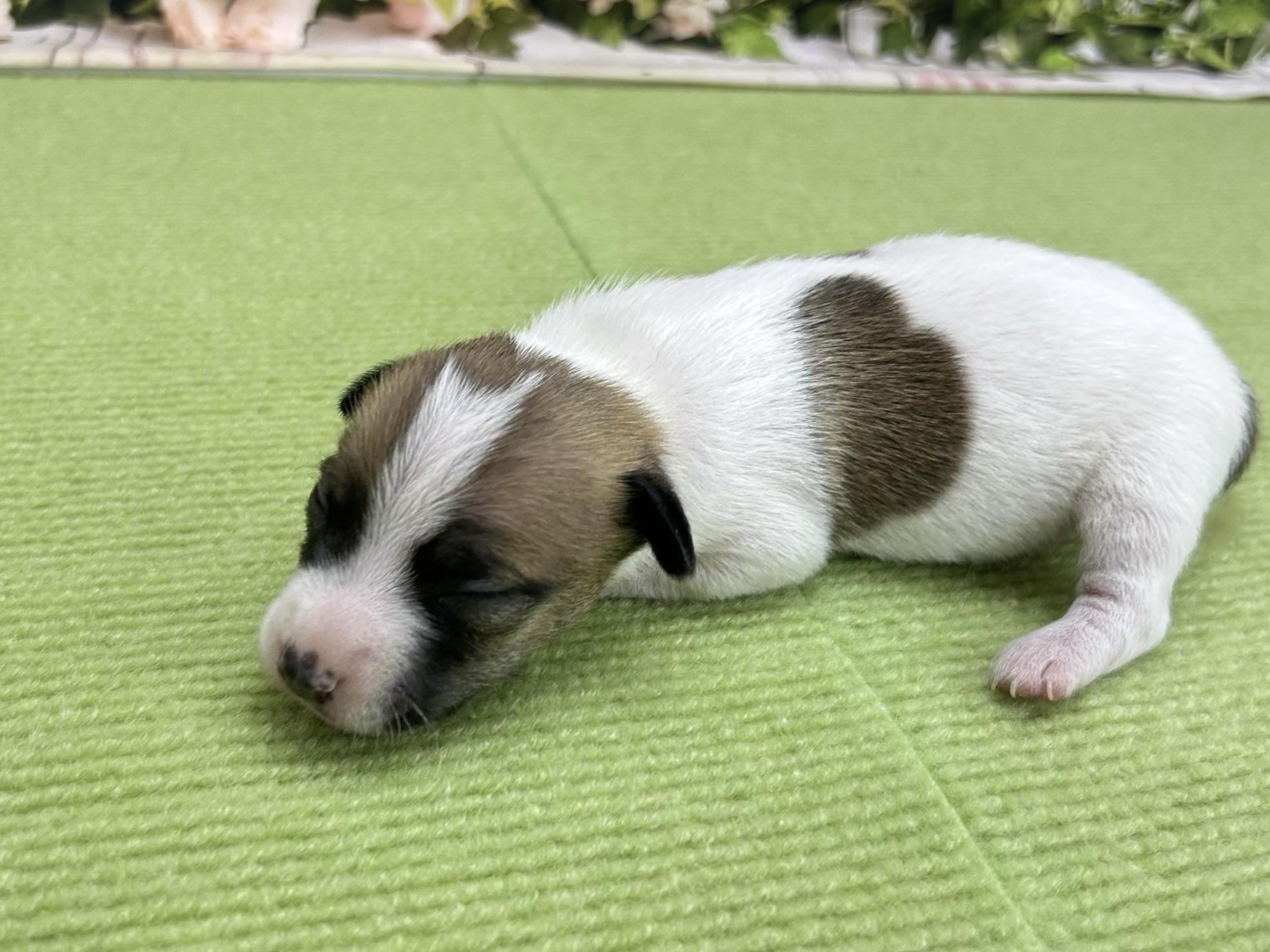 赤ちゃん写真1-2